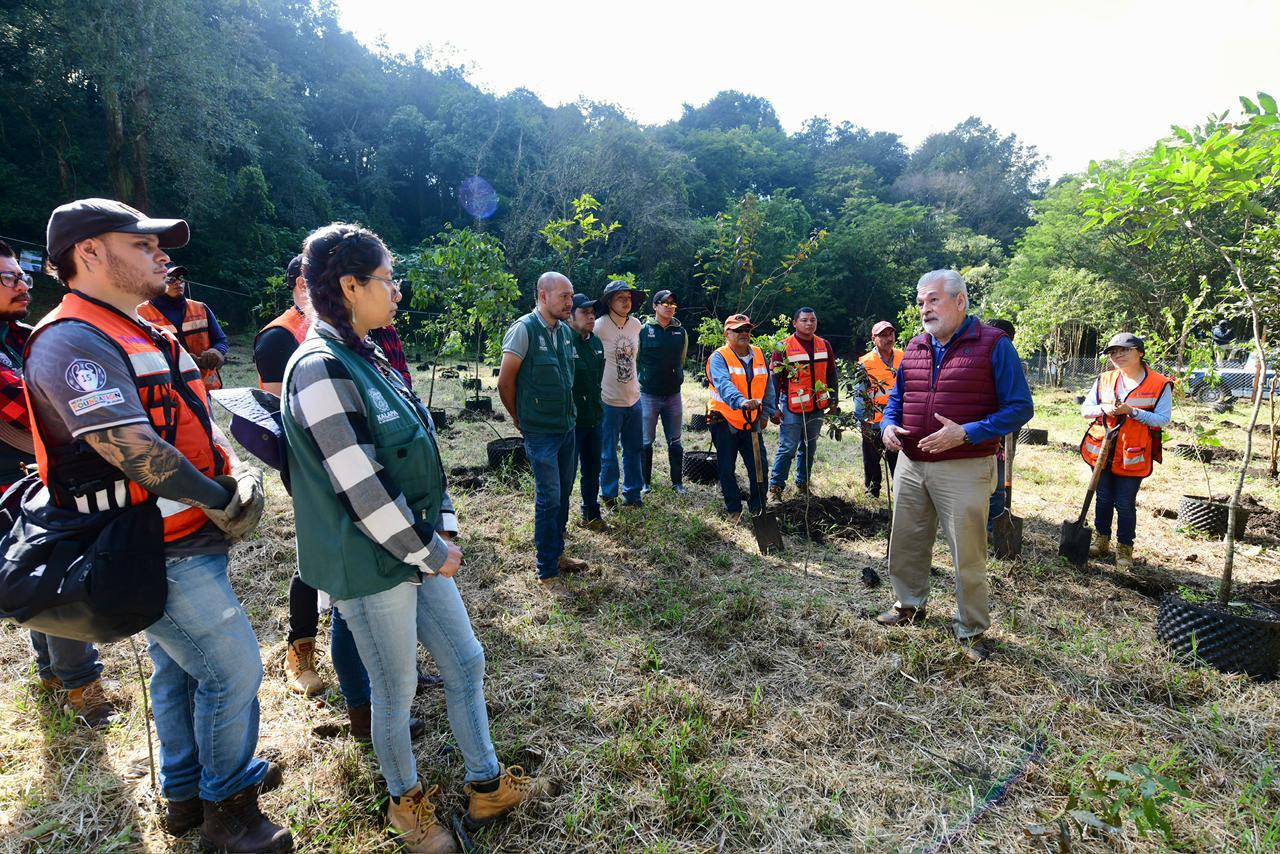 Pulmón Verde: Xalapa Reforesta con 300 Árboles en el Predio El Vallecito
