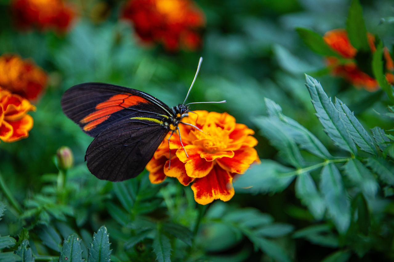 Cempasúchil y Orquídeas en la Plazuela del Carbón del 24 al 26