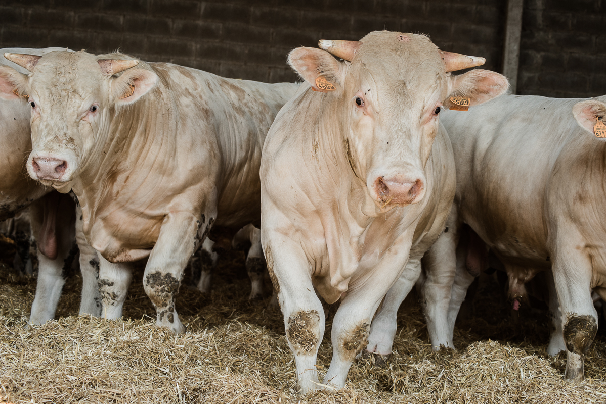 Sin acuerdo México y Estados Unidos para la Exportación de Ganado