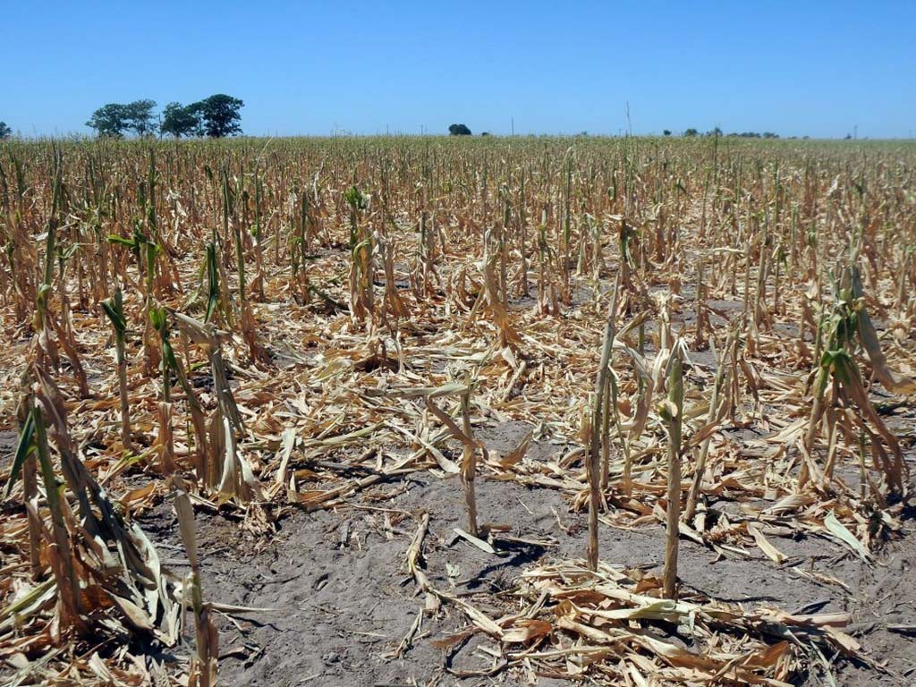 En Veracruz el cuarto año más seco