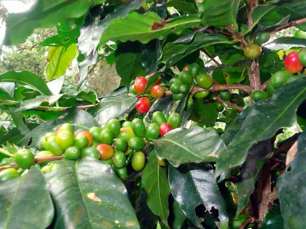 Crisis Cafetalera en Veracruz