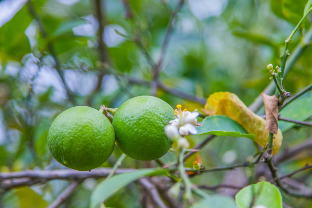 Productores de Emiliano Zapata Denuncian Robos de Limón