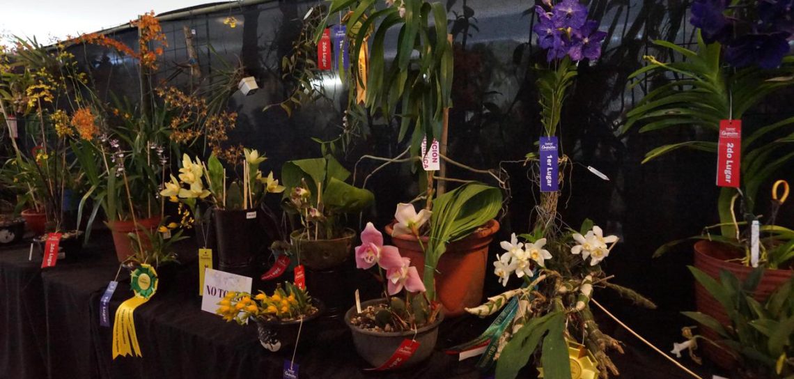 Festival Internacional de la Orquídea en Coatepec