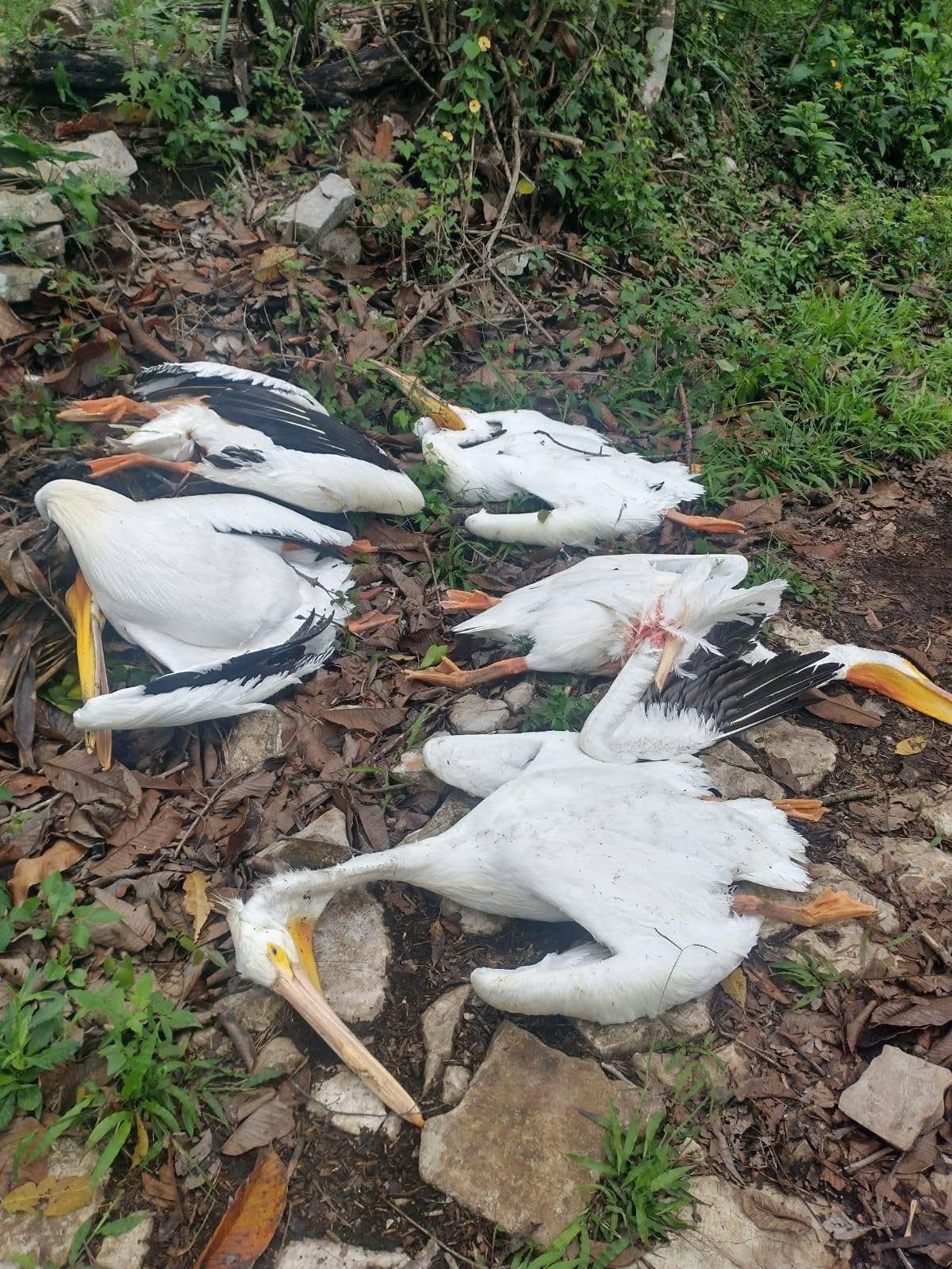 Misteriosa Mortandad de Pelícanos en Atoyac