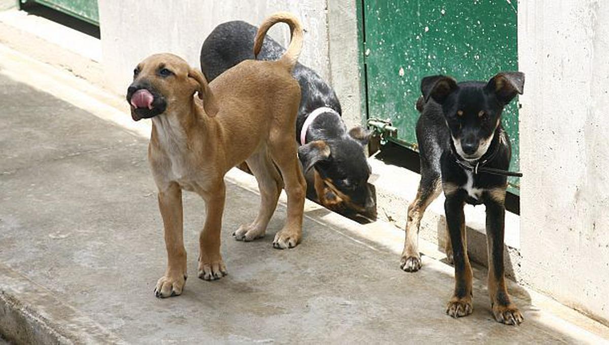 Detectan Casos de Gusano Barrenador en Caninos